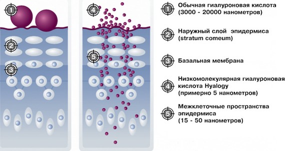 Mesovarton for face biorevitalization. Composition of the drug, manufacturer, consequences, reviews of cosmetologists and price