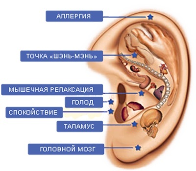 Biological active points on the human body that are responsible for organs. Acupuncture massage technique