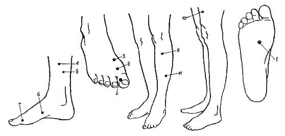 Biological active points on the human body that are responsible for organs. Acupuncture massage technique