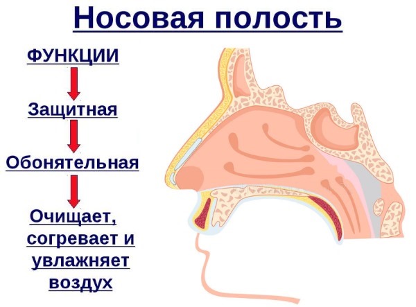 Curvature of the nasal septum. Symptoms, causes and consequences. Septoplasty operation: indications, contraindications, types and features