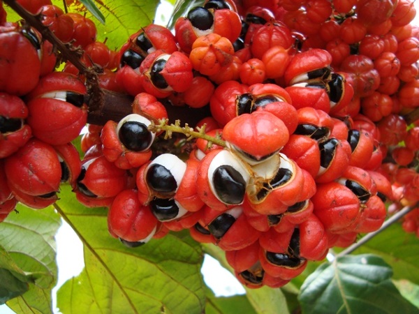 Guarana. What is it, the benefits in sports nutrition, for weight loss. How to take powder, tea, energy drink, tablets