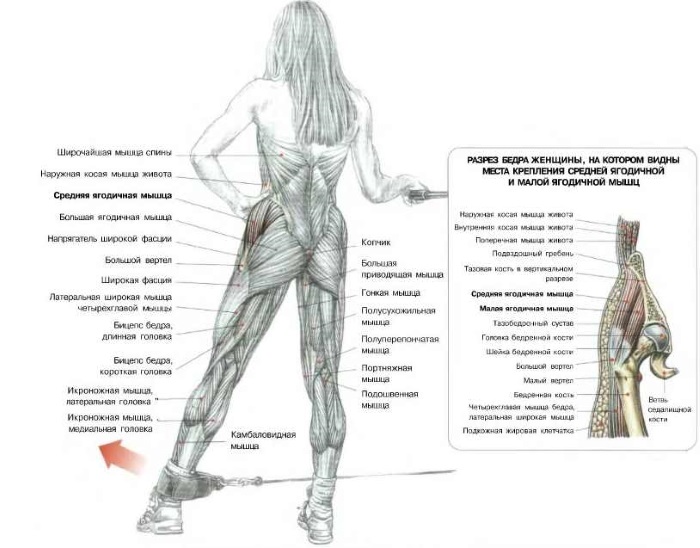 Come ridurre i polpacci sulle gambe per le ragazze in volume. Esercizio efficace