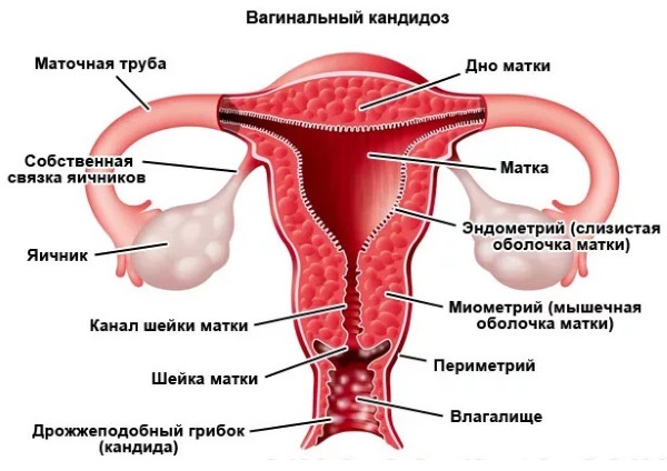 Lattacido per l'igiene intima: composizione del gel, istruzioni per l'uso per la pelle sensibile