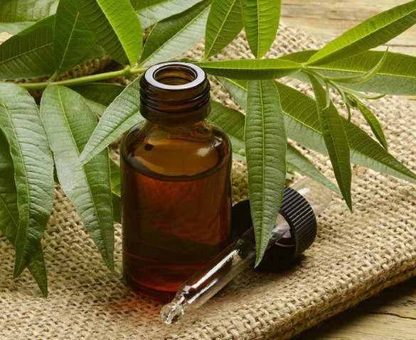 Tea tree oil for hair against dandruff, hair loss, lice. Benefits of using in shampoo