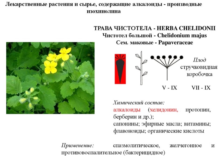 Celandine oil. Properties and application for skin and fungal diseases, in cosmetology, gynecology