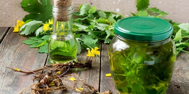 Celandine oil. Properties and application for skin and fungal diseases, in cosmetology, gynecology