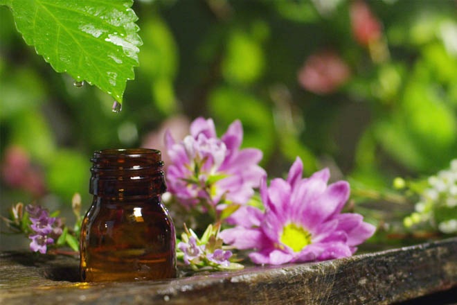 Geranium essential oil. Properties, benefits and application in cosmetology and folk medicine. How to make butter at home