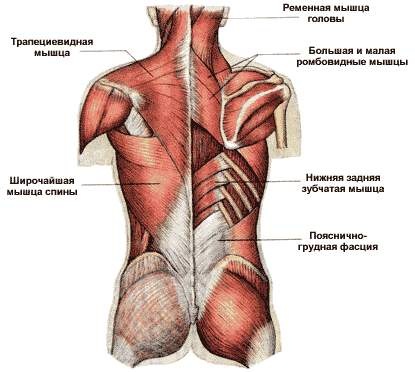 Back muscles: exercises to strengthen at home, in the gym, with osteochondrosis, scoliosis