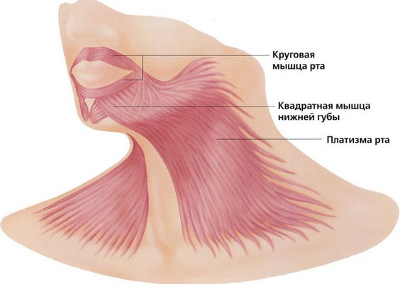 Platysmoplasty - what is it, types: medial, Hollywood, corset, median, endoscopic. Reviews and prices about the procedure