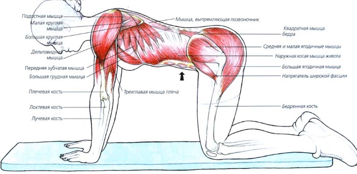 Belly vacuum. How to do exercises correctly, technique for losing weight, pumping up the press, tummy tuck after childbirth