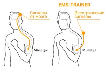 EMS (EMS) training - what is it, the benefits and harms, results, photos, doctors' reviews about myostimulation