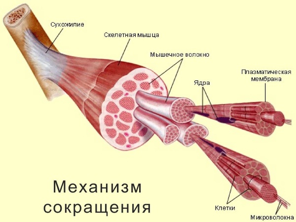 How to get rid of muscle pain after training: ointments, pills, pain relieving gels, folk remedies