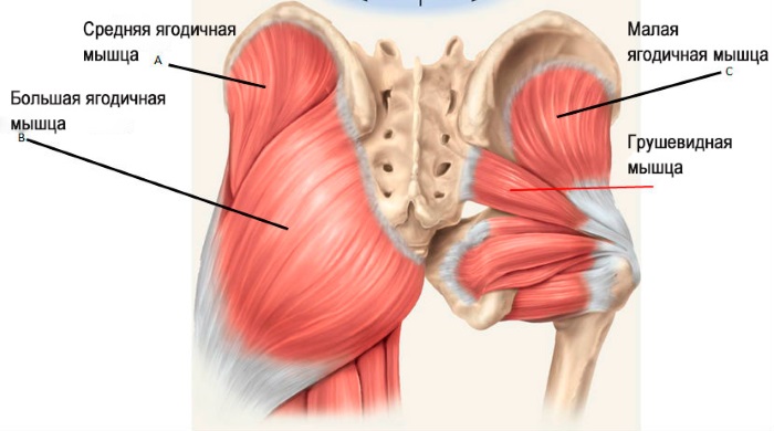 Come pompare i glutei a casa per le ragazze: esercizi, squat, affondi, allenamento