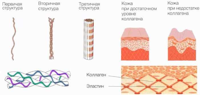 Collagen for facial skin in capsules, tablets. Benefits, price in the pharmacy, how to take liquid, inside, use serum