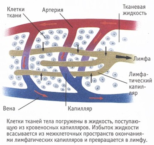 Lymphatic drainage massage for face and body. Hardware and manual technique, how to do it at home