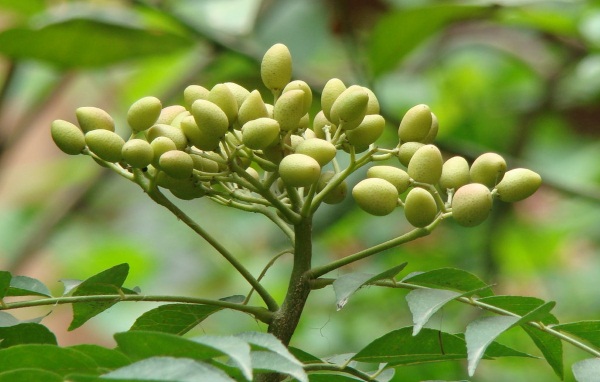 Neem oil. Properties and application, benefits in cosmetology for facial rejuvenation