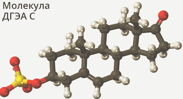 DHEA. Instructions for use. What is it for women, men. S hormone with low, elevated AMH. Where to buy, the price in the pharmacy