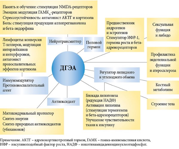 DHEA. Instructions for use. What is it for women, men. S hormone with low, elevated AMH. Where to buy, the price in the pharmacy