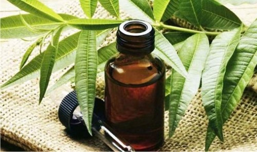 Tea tree essential oil for acne, scars, heels go-dereva-ot-pryschey-rubtsov-pyaten-shramov-na-litse-svoystva-i-pн, scars on the face. Properties and application