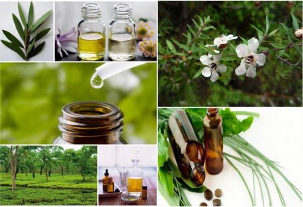 Tea tree essential oil for acne, scars, heels go-dereva-ot-pryschey-rubtsov-pyaten-shramov-na-litse-svoystva-i-pн, scars on the face. Properties and application