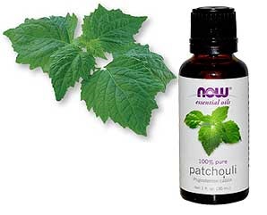 Patchouli essential oil. Properties and application for hair, face, magical to attract money, how to use in cosmetology