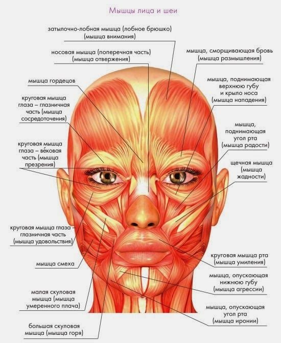 Non-surgical facelift with Margarita Levchenko. Training video lessons, the benefits of the method