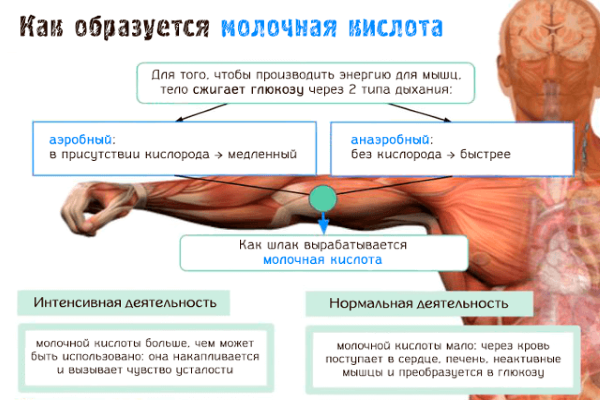 How to remove lactic acid in muscles from the body after training, how it is formed, how it affects, features