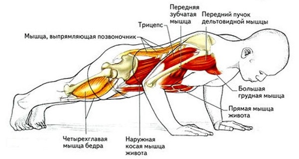 Push-up program for beginners. Table for gaining muscle mass, losing weight, pumping pectoral muscles, for all muscles of the body