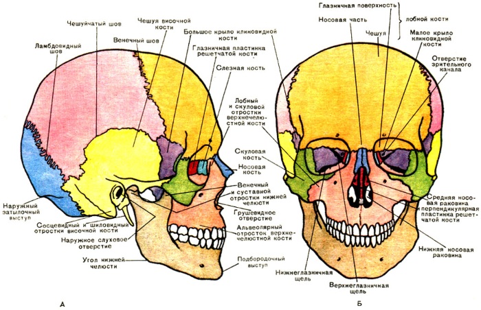 Facial anatomy for cosmetologists. Muscles, nerves, layered skin, ligaments, fat packs, innervation, skull. Schemes, description