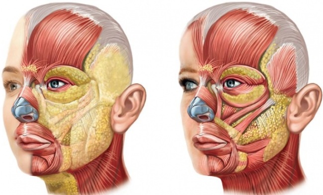 Facial anatomy for cosmetologists. Muscles, nerves, layered skin, ligaments, fat packs, innervation, skull. Schemes, description