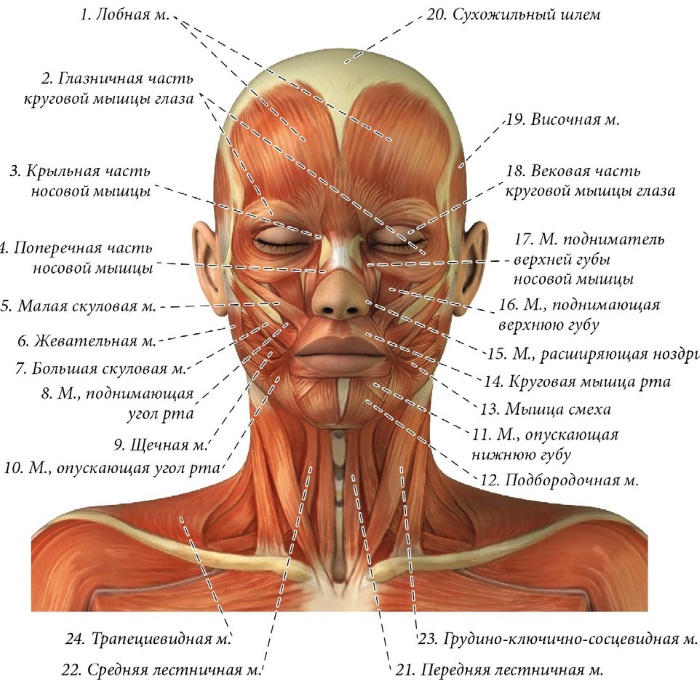 Facial anatomy for cosmetologists. Muscles, nerves, layered skin, ligaments, fat packs, innervation, skull. Schemes, description