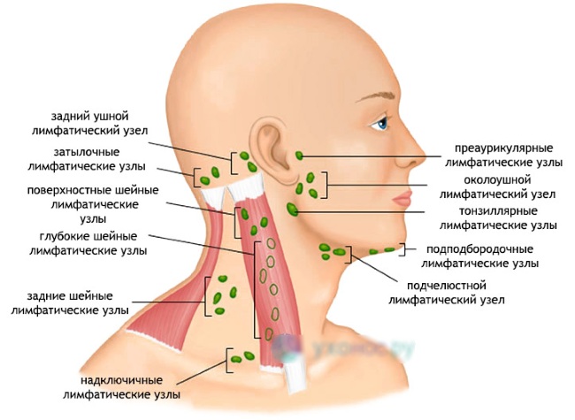 Facial anatomy for cosmetologists. Muscles, nerves, layered skin, ligaments, fat packs, innervation, skull. Schemes, description