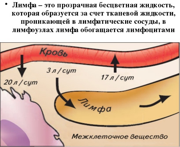 Facial anatomy for cosmetologists. Muscles, nerves, layered skin, ligaments, fat packs, innervation, skull. Schemes, description