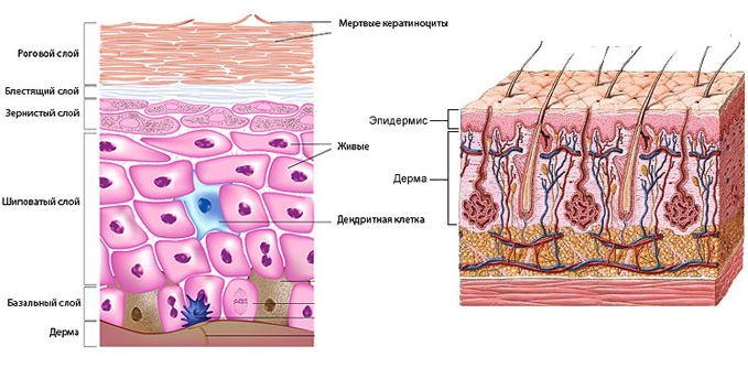 Facial anatomy for cosmetologists. Muscles, nerves, layered skin, ligaments, fat packs, innervation, skull. Schemes, description