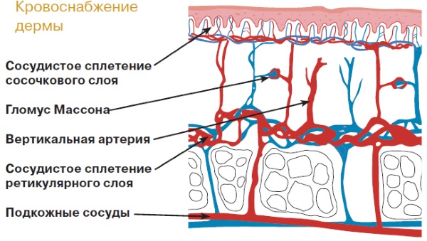 Facial anatomy for cosmetologists. Muscles, nerves, layered skin, ligaments, fat packs, innervation, skull.Schemes, description