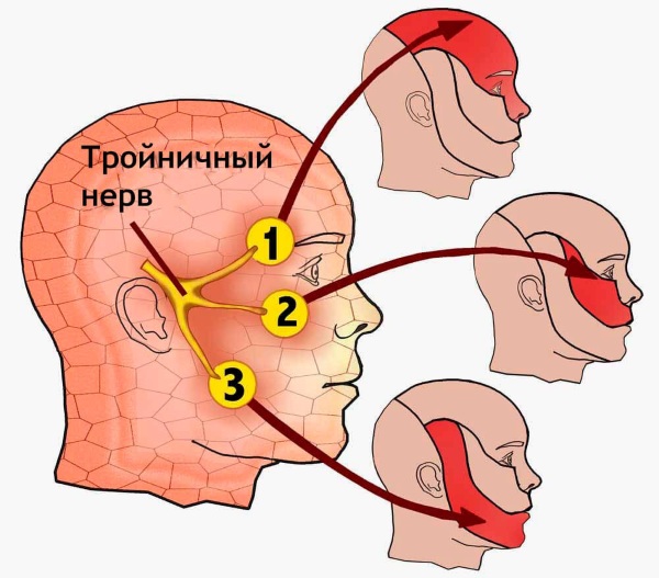 Facial anatomy for cosmetologists. Muscles, nerves, layered skin, ligaments, fat packs, innervation, skull. Schemes, description