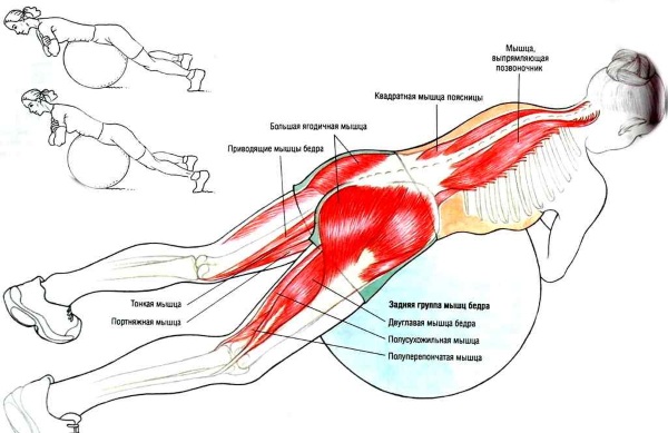 Hyperextension. What is it, a simulator, an execution technique. How to do an exercise at home without a simulator, on a fitball. Contraindications