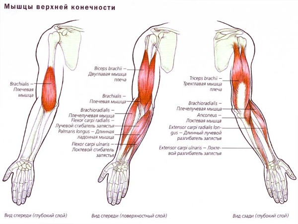 Hand exercises for girls at home. Workouts with and without dumbbells, body weight for biceps, triceps. How to build muscle