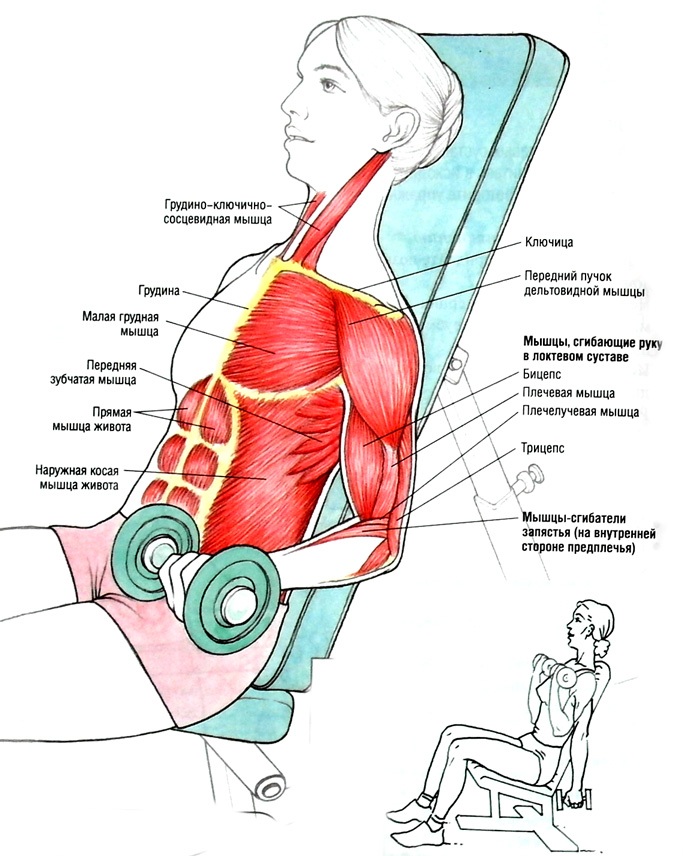 Hand exercises for girls at home. Workouts with and without dumbbells, body weight for biceps, triceps. How to build muscle