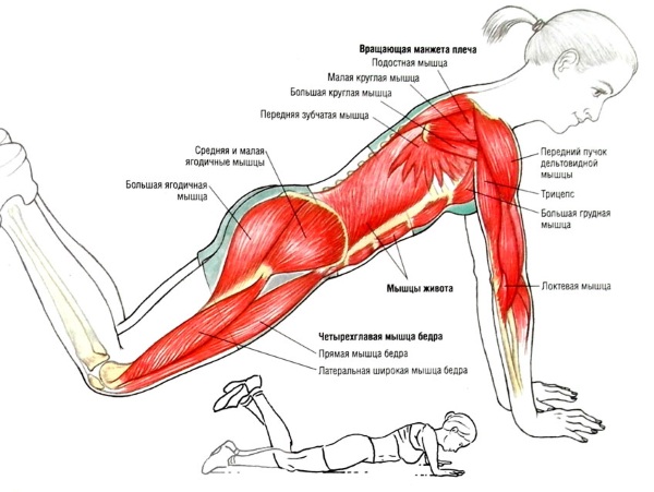 Hand exercises for girls at home. Workouts with and without dumbbells, body weight for biceps, triceps. How to build muscle