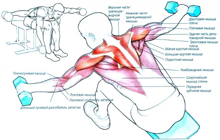 Hand exercises for girls at home. Workouts with and without dumbbells, body weight for biceps, triceps. How to build muscle