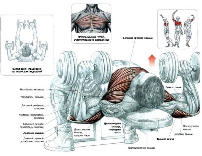 Exercises with dumbbells for the back. Training program for tightening muscles, with hernia of the spine, scoliosis, osteochondrosis