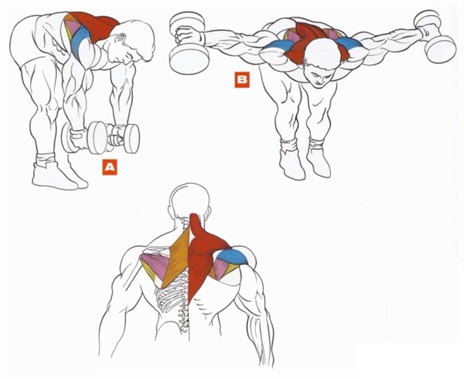 Esercizi con manubri per la schiena. Programma di allenamento per il rafforzamento dei muscoli, con ernia della colonna vertebrale, scoliosi, osteocondrosi