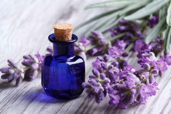 Lavender hair oil. Recipes for use, from lice, nits, fat content, benefits, composition