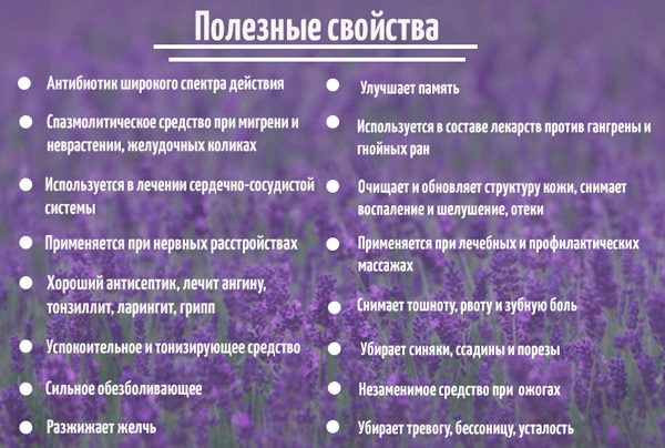 Lavender hair oil. Recipes for use, from lice, nits, fat content, benefits, composition