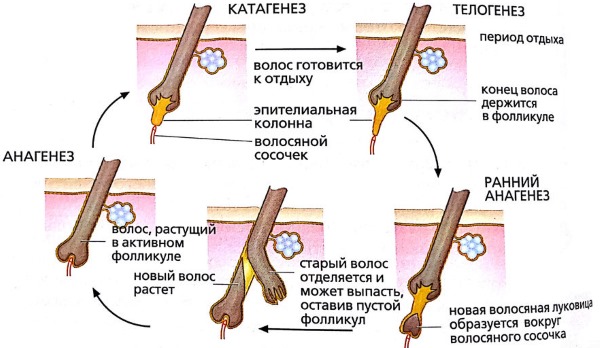 Epilation with alexandrite laser. What is it, the pros and cons of the procedure, the cost