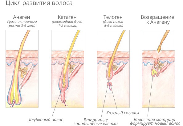 Laser hair removal. Is it harmful to health, doctors' reviews, contraindications and consequences. How often can you do