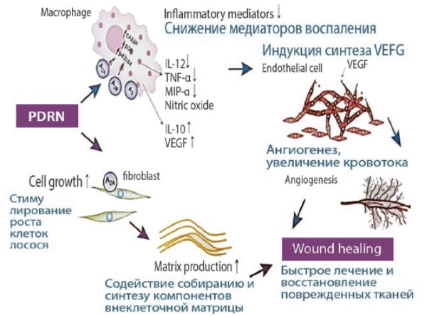 Polynucleotides in injection cosmetology. Preparations, prices, where to buy