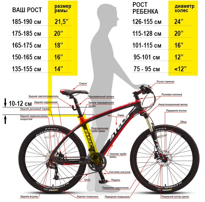 A ride on the bicycle. Benefits and harms for men and women. Norms how much you need to drive