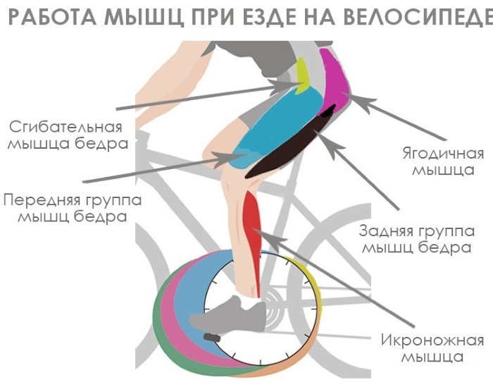 A ride on the bicycle. Benefits and harms for men and women. Norms how much you need to drive